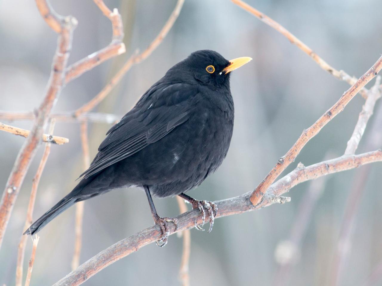 Giorni della Merla addio, sembra primavera Civita